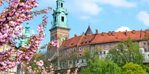 Wiosna na błoniach krakowskich. Kwitnące drzewa wiśni ozdabiają widok na Wawel z zielonymi wieżami i ceglanymi murami.