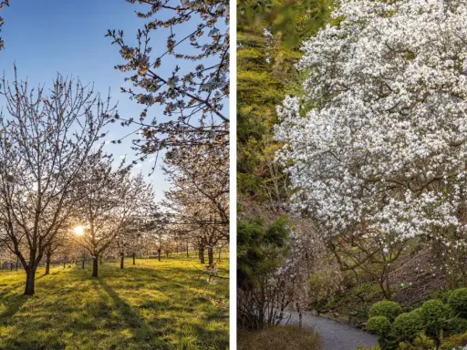 Arboretum Wojsławice kwitnie wiosną. Warto jechać, by zobaczyć kwitnące drzewa owocowe i magnolie w pełnej krasie.