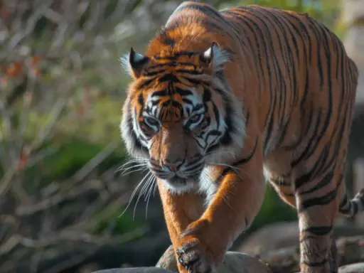 Tygrys w zoo rzym, majestatycznie kroczy po kamieniach, jego pomarańczowe futro lśni w słońcu.